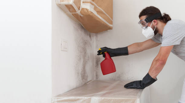 Professional Black Mold Remediation technician working in Lewistown, IL