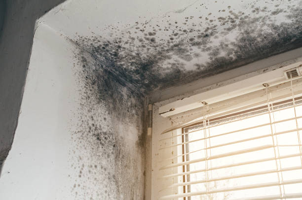 Affordable Black Mold Remediation solutions in Lewistown, IL